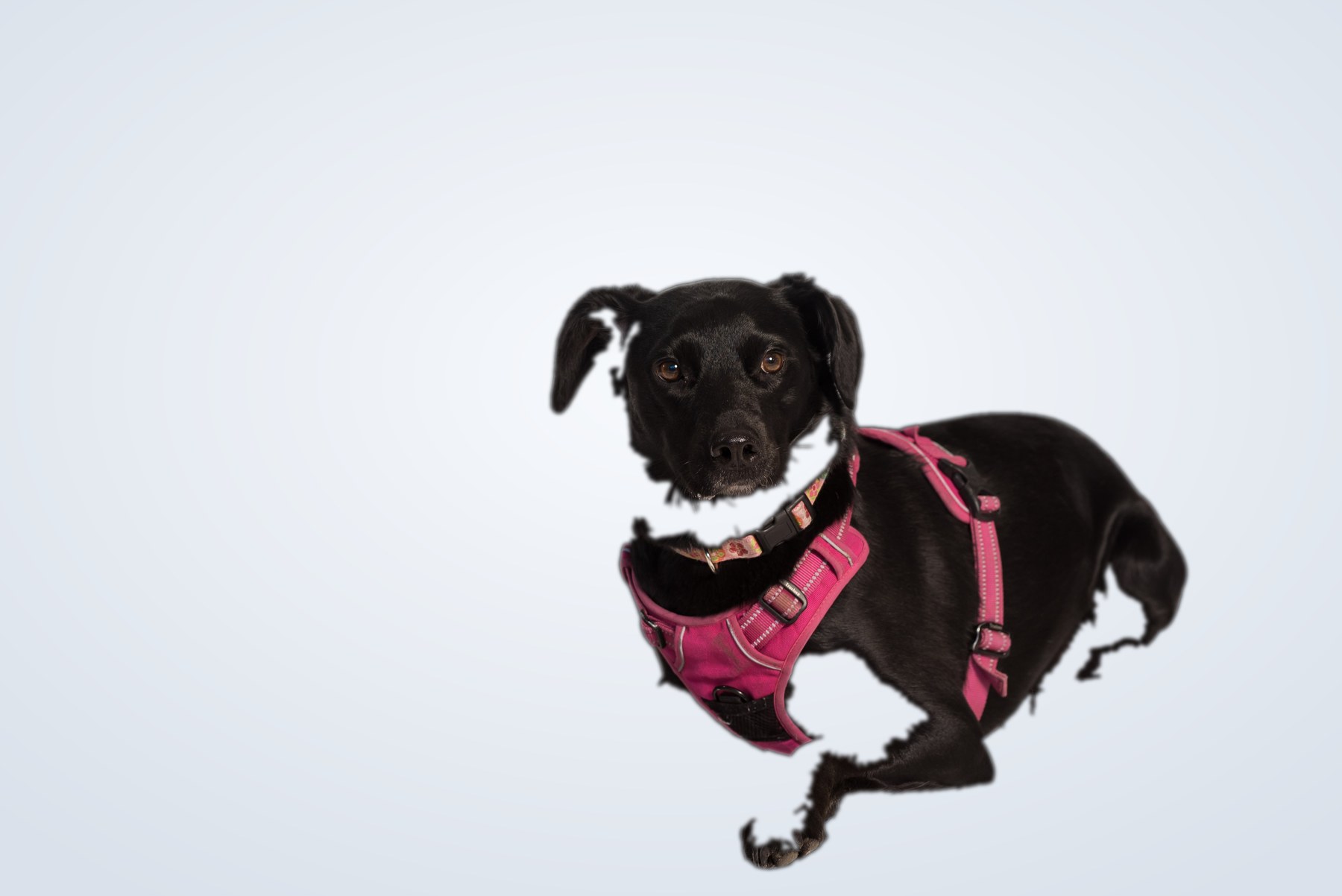 Luna, the dog behind Luna Lending's name and logo